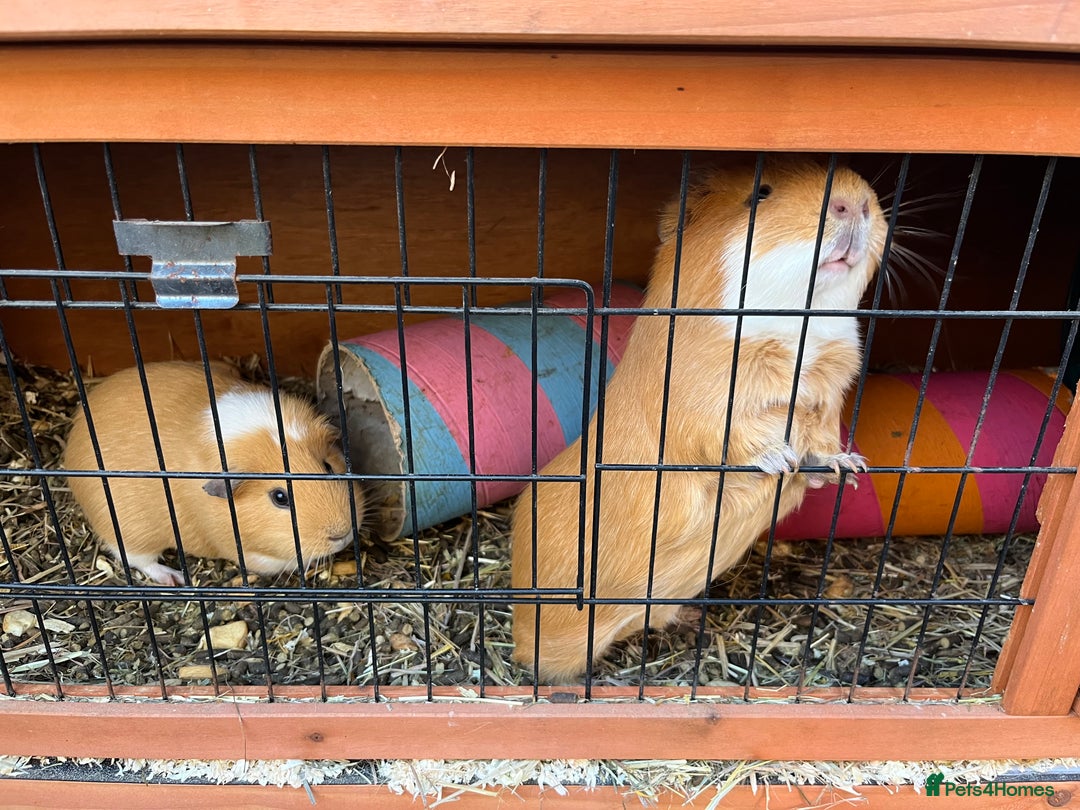 Guinea Pig rodents for sale: Guinea pigs for sale  - Advert 2
