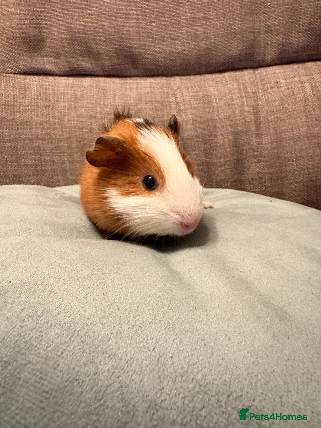 Guinea Pig rodents for sale: Baby male guinea pig in Hull - Advert 2