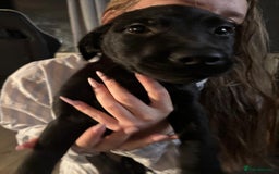 Mixed Breed dogs for sale: Beautiful Belgian Malanois x Labrador Puppies  - Image 9