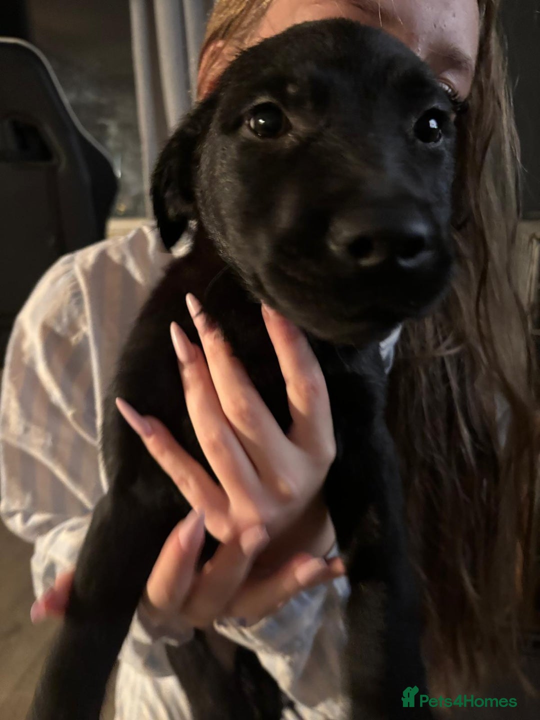 Mixed Breed dogs for sale: Beautiful Belgian Malanois x Labrador Puppies  - Image 9