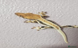 Gecko reptiles for sale: Crested Gecko Gargoyle &  Leachianus Gecko  in Wigston - Image 23