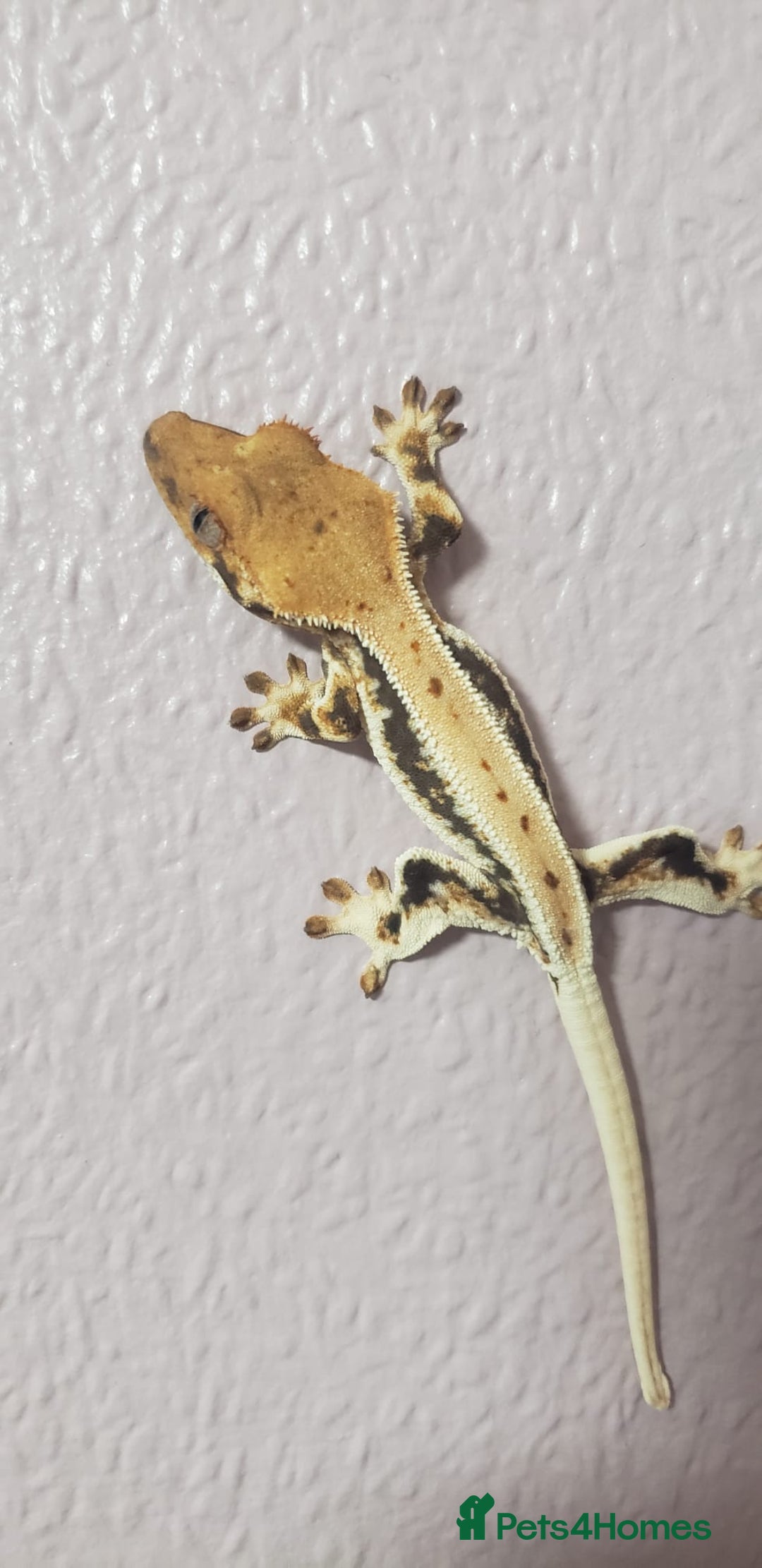 Gecko reptiles for sale: Crested Gecko Gargoyle &  Leachianus Gecko  in Wigston - Image 23