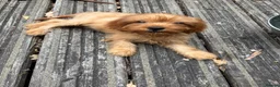 Cavapoo dogs for sale: Toy Cavapoo puppies- available 1 boy and 1 girl. - Advert 8