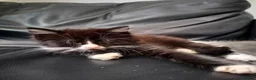 Mixed Breed cats for sale: Kitten Girl  - Advert 6