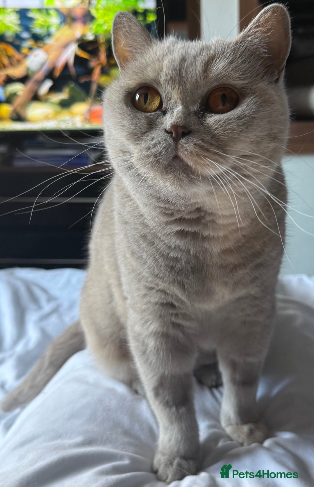 British Shorthair cats for sale: Beautiful lilac tortie British Shorthair  - Image 3