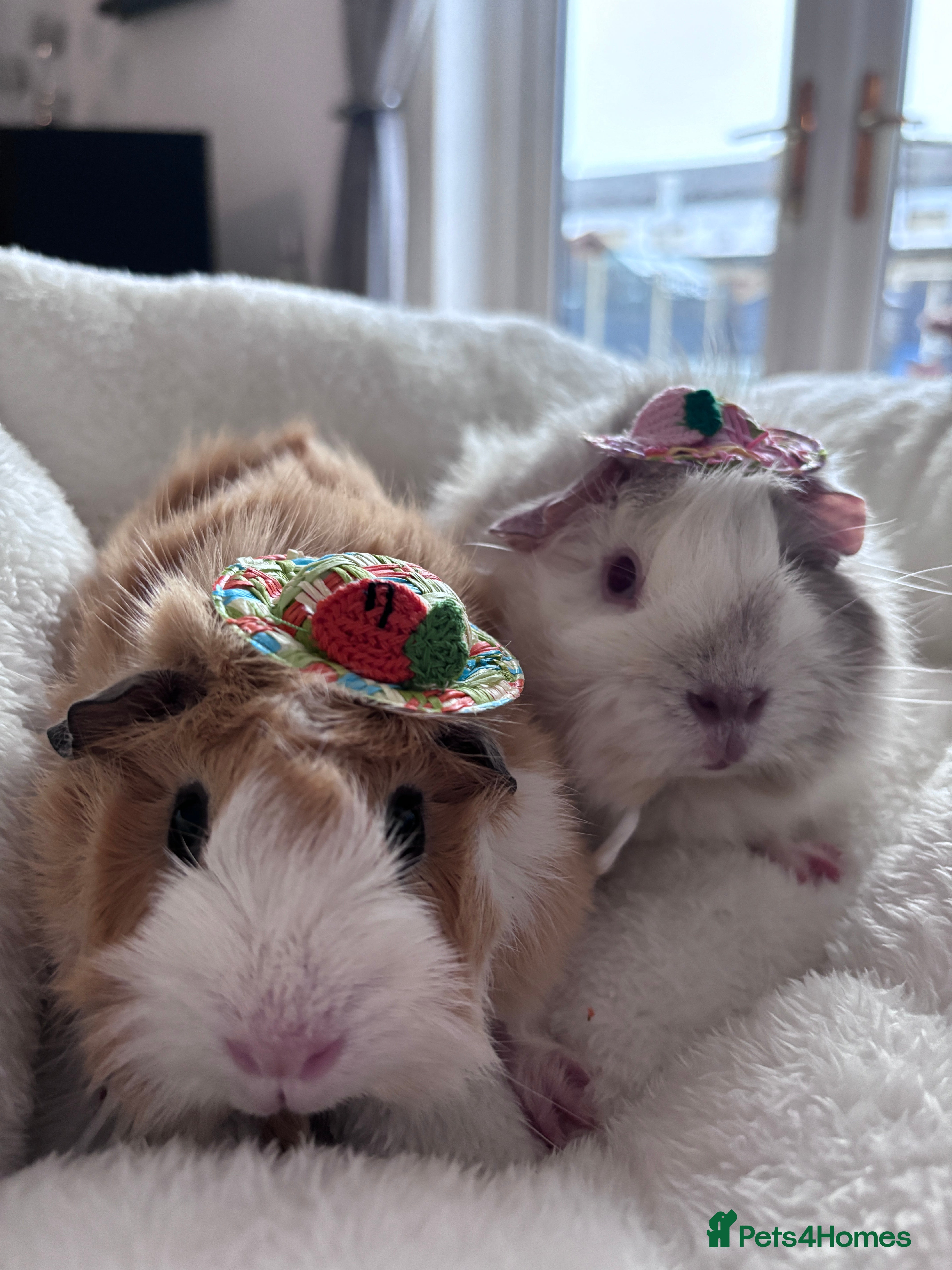 Guinea Pig rodents Darcy and Daphne - Looking for their forever home - Advert 1