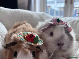 Guinea Pig rodents Darcy and Daphne - Looking for their forever home - Advert 1