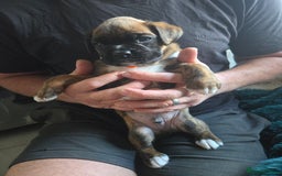 Boxer dogs for sale: KC PEDIGREE BOXER PUPPIES  - Image 15