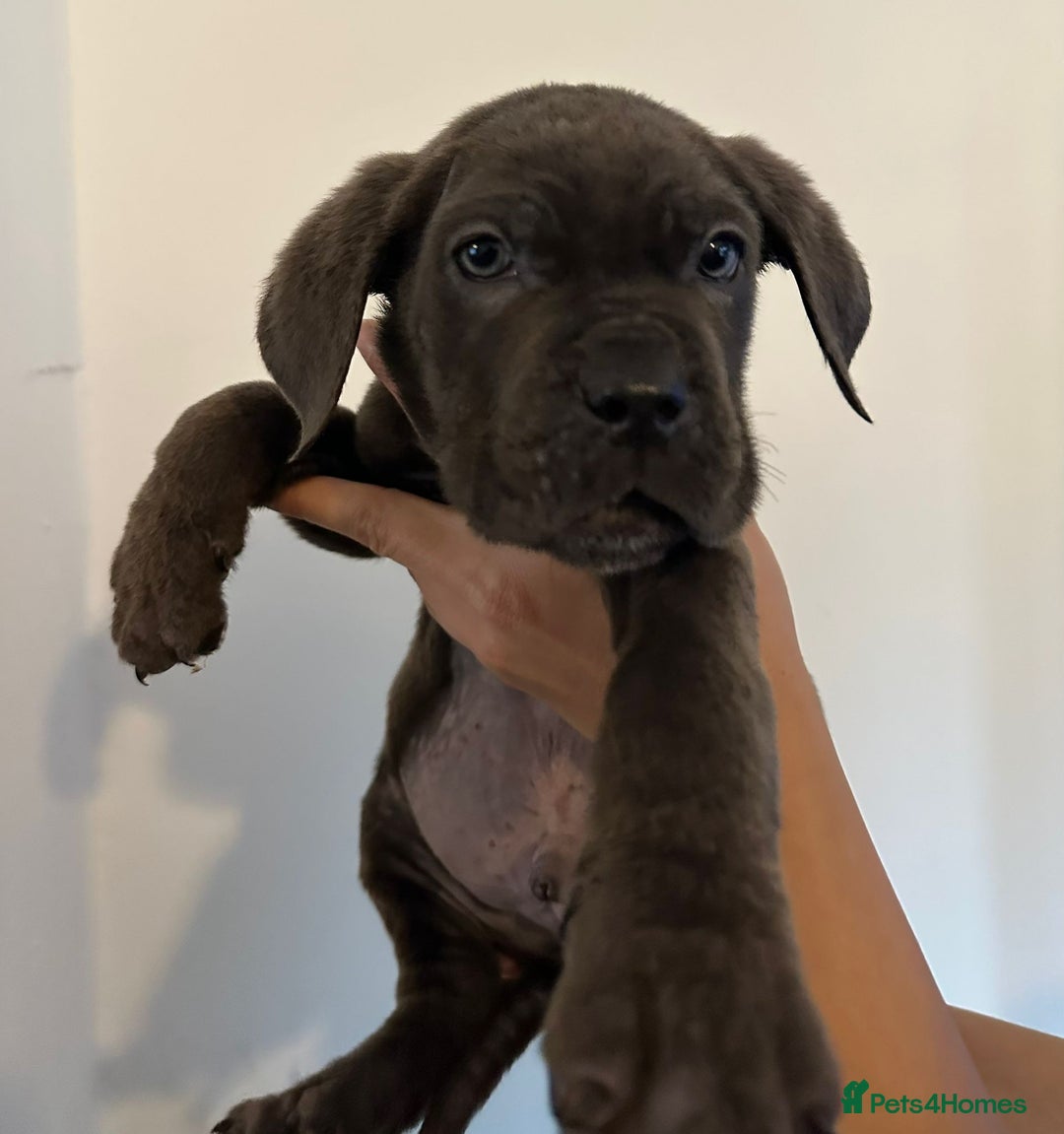 Cane Corso dogs for sale: 5 Towns Cane Corso pups,   - Image 7