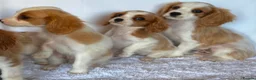 Cavalier King Charles Spaniel dogs for sale: Beautiful King Charles puppys in Stafford - Advert 14