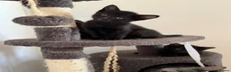 Oriental cats for sale: Oriental Kittens for sale (9 available) - Advert 13