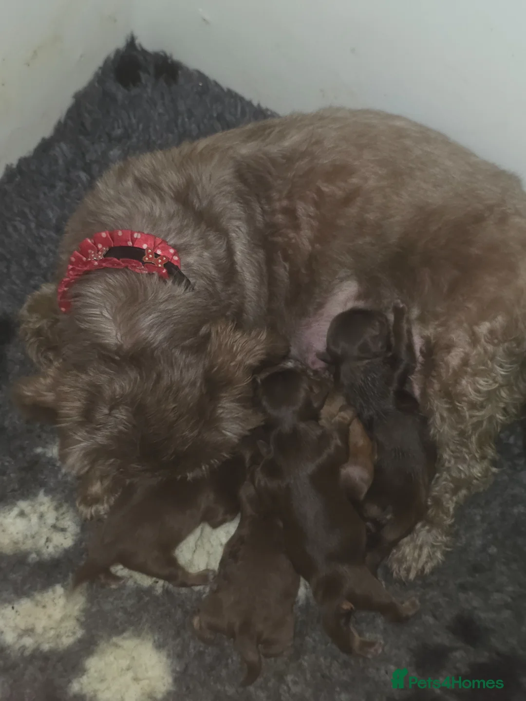 Shih Tzu dogs for sale: Imperial Chocolate Shih Tzu puppies in Glasgow - Advert 2