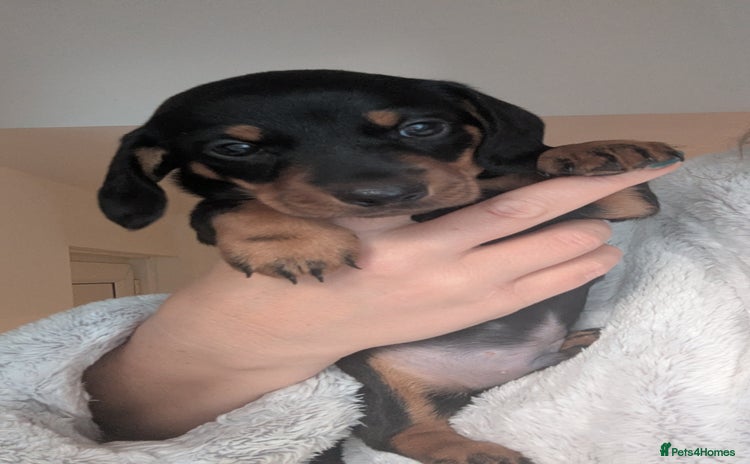 Miniature Dachshund dogs - Advert 1