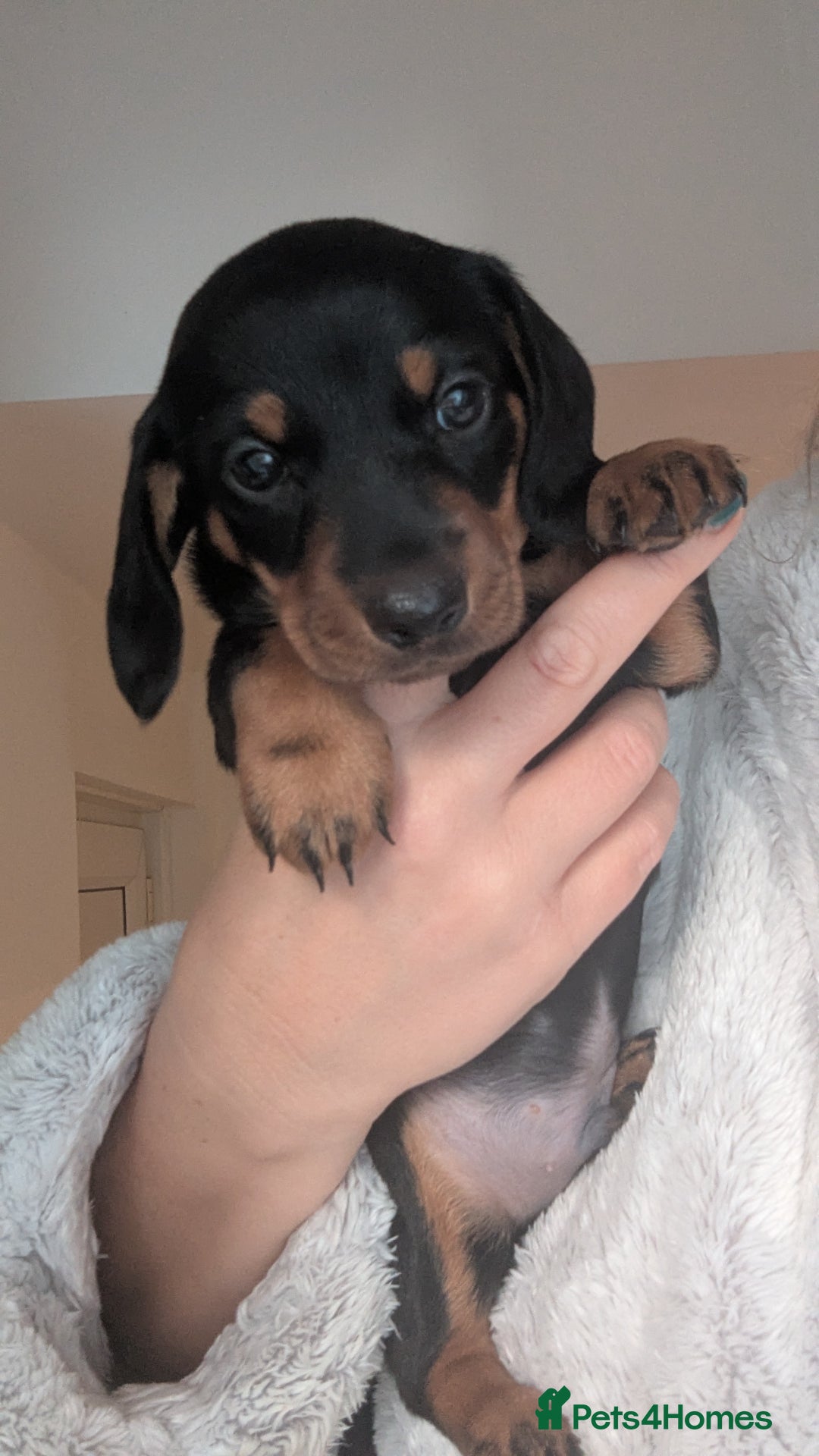 Miniature Dachshund dogs for sale: Miniature dachshund boy  - Image 1