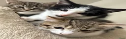 European cats for sale: Adorable Kittens Looking for Loving Homes - Advert 1