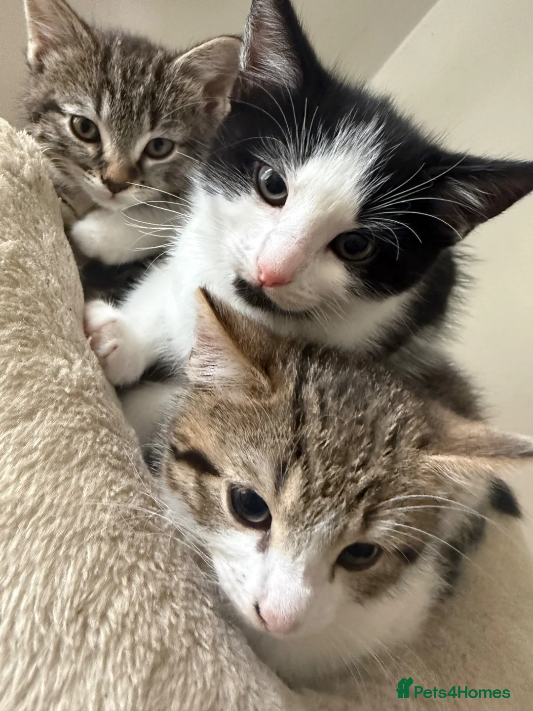 European cats for sale: Adorable Kittens Looking for Loving Homes - Advert 1