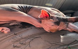 Sphynx cats for sale: 2.5 year old female sphynx for adoption - Image 4