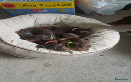 Miniature Dachshund dogs for sale: Smooth haired miniature dachshund  - Image 4