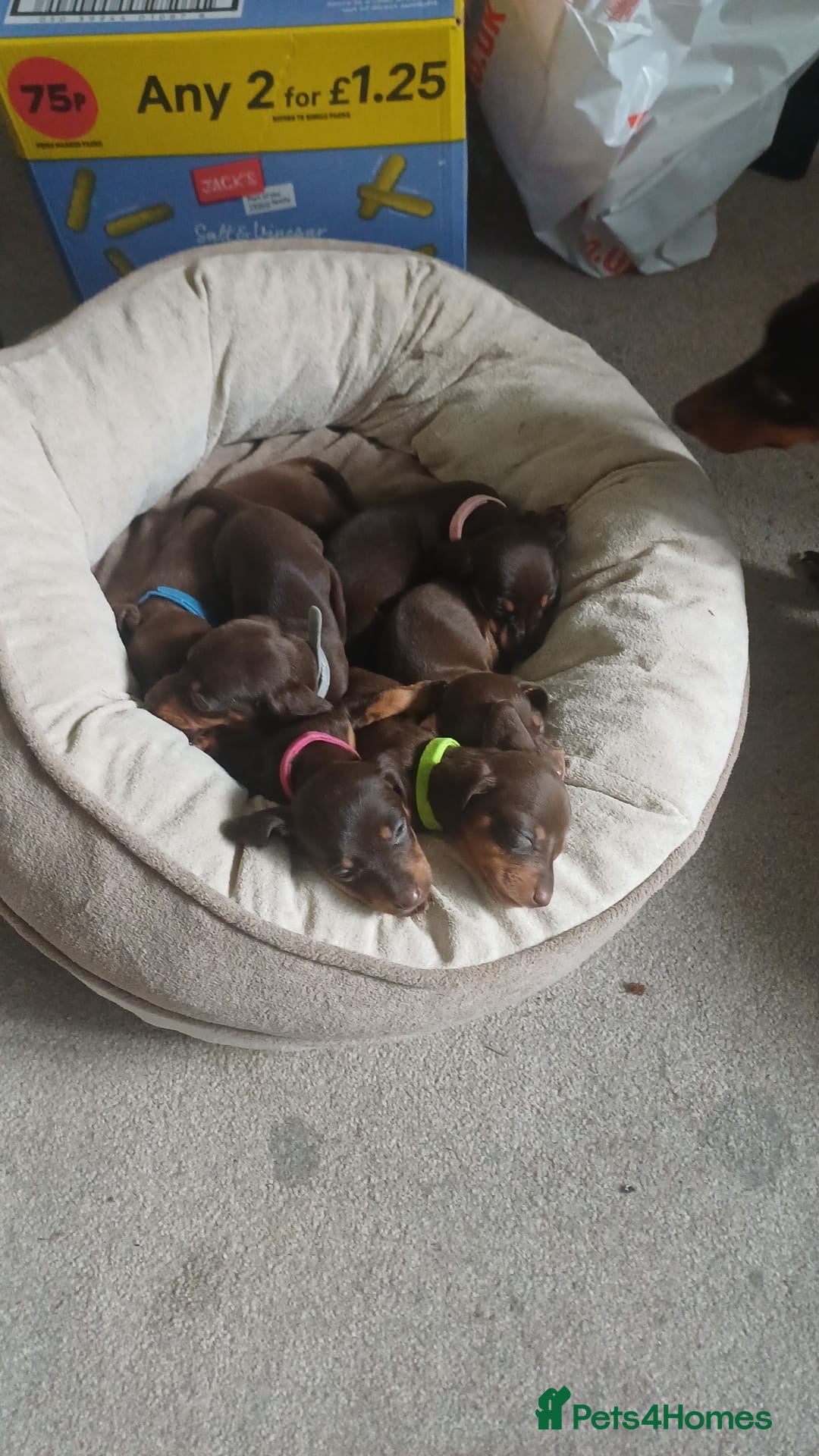 Miniature Dachshund dogs for sale: Smooth haired miniature dachshund  - Image 4