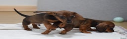 Miniature Dachshund dogs for sale: 🌟Gorgeous Miniature Dachshunds🌟 - Advert 35