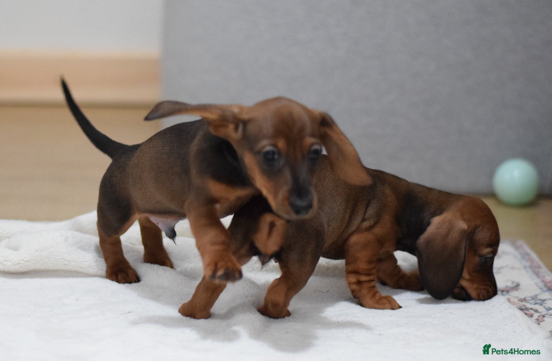 Miniature Dachshund dogs for sale: 🌟Gorgeous Miniature Dachshunds🌟 - Advert 35
