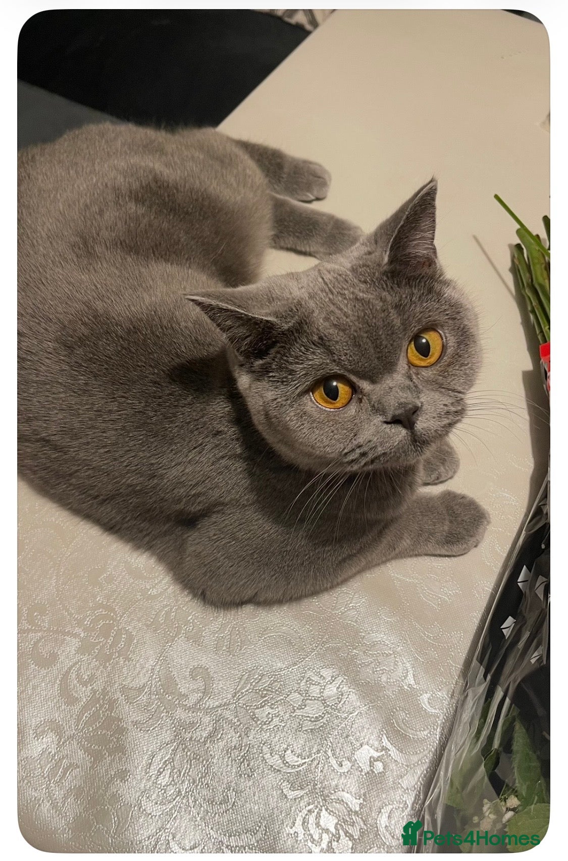 British Shorthair cats British Shorthair Kittens Available - Advert 1