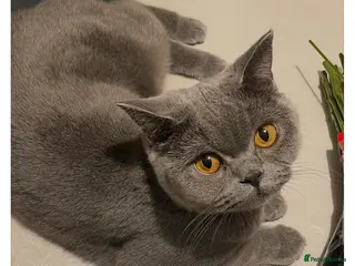British Shorthair cats British Shorthair Kittens Available - Advert 1