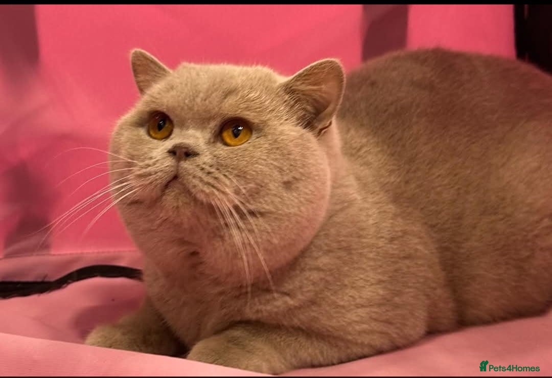 British Shorthair cats for sale: Gccf champion line rare fawn bsh kittens - Image 10