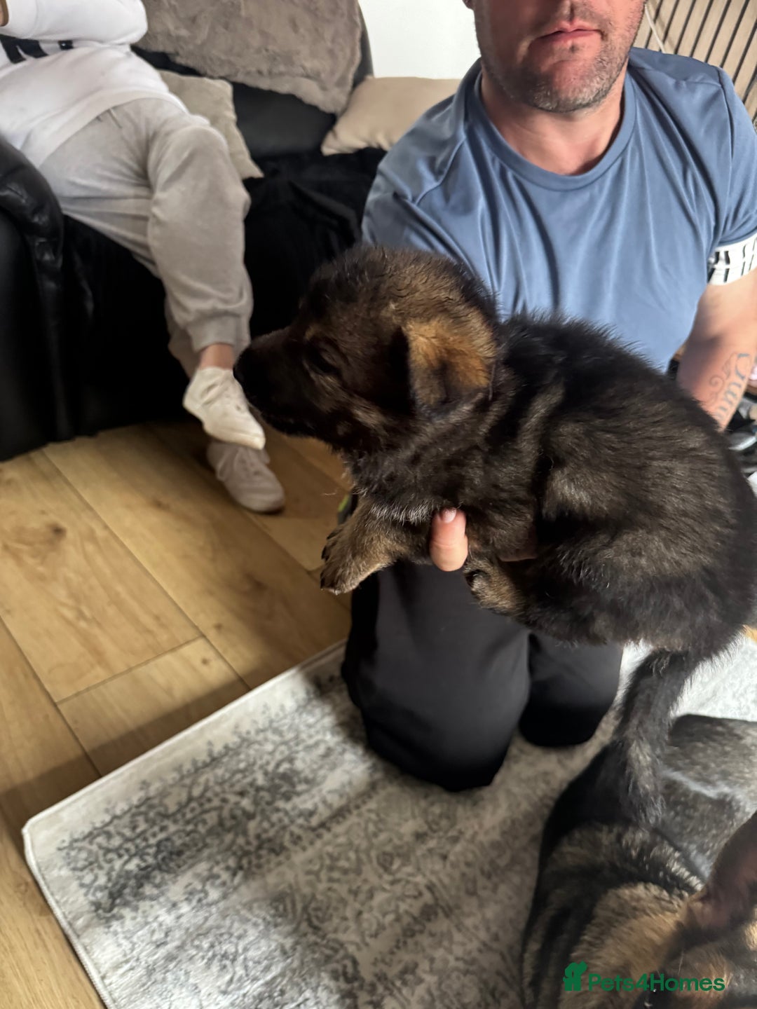 German Shepherd dogs for sale: 3 German shepherd puppies - Image 17