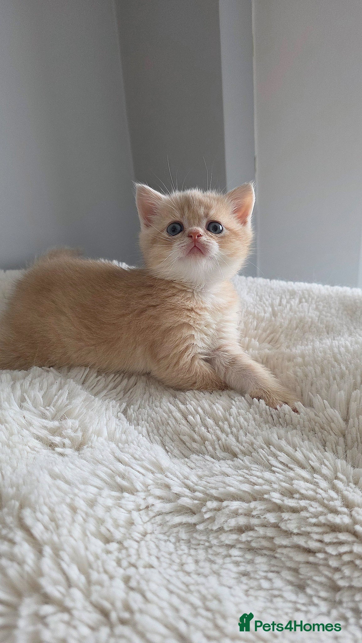 Scottish Fold cats Purebred kitten, best in UK - Advert 1
