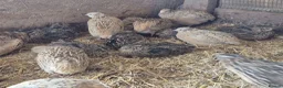 Quail poultry for sale: 12 hatching eggs - Advert 5