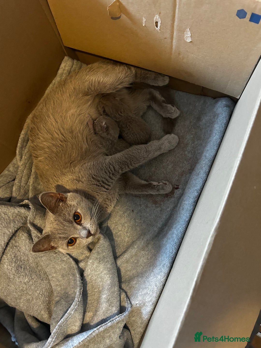 British Shorthair cats for sale: Beautiful female BSH  - Image 11