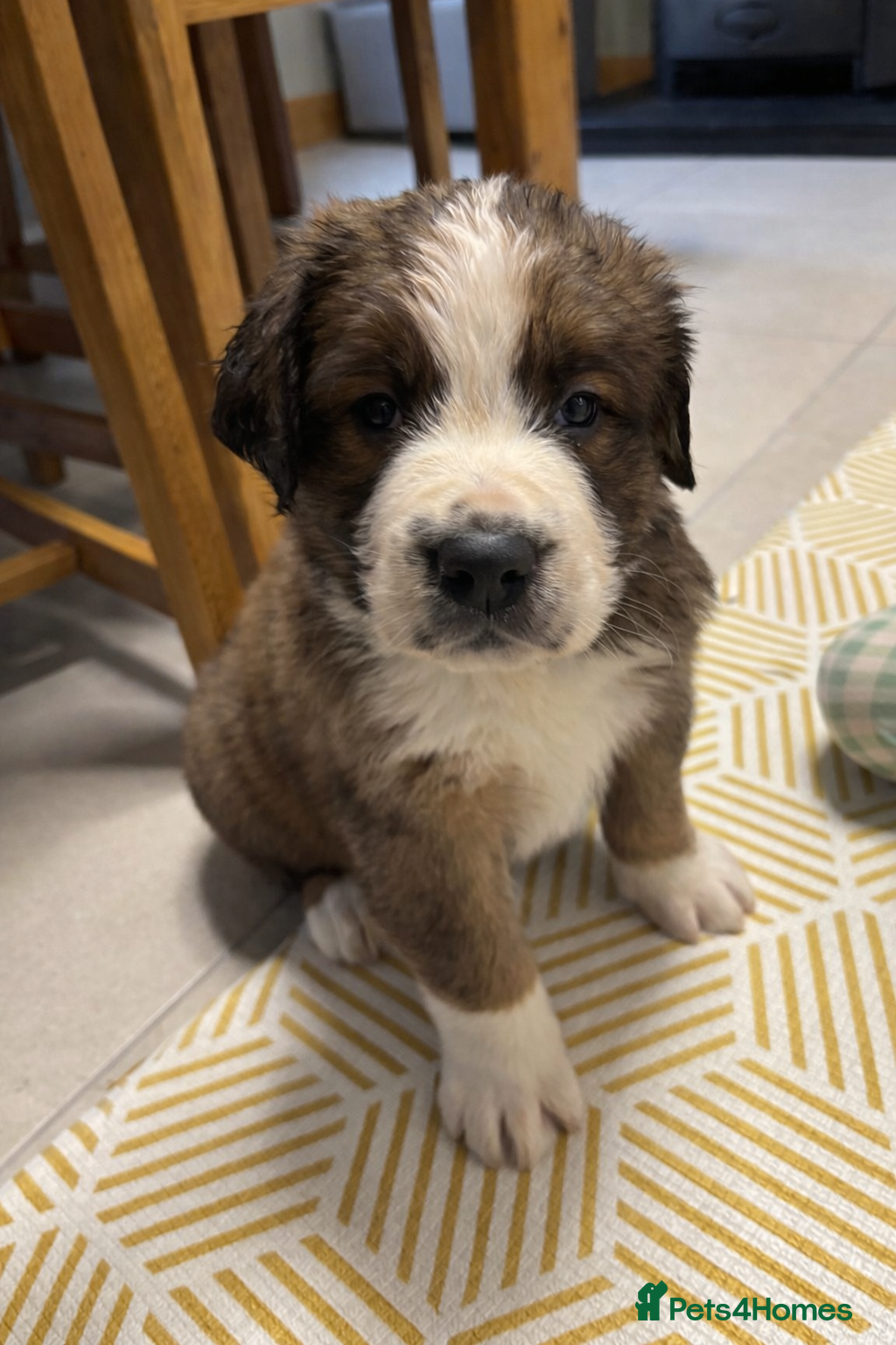 Mixed Breed dogs Saint Bernese pups  - Advert 9