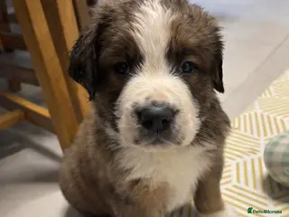 Mixed Breed dogs Saint Bernese pups - Advert 6