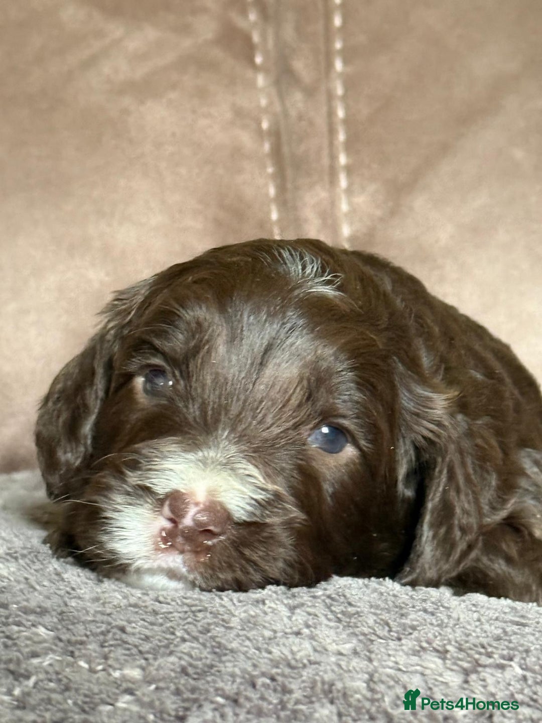 Cockapoo dogs for sale: F1 Cockapoos 5⭐️ Licensed Breeder Fully DNA Tested - Advert 17