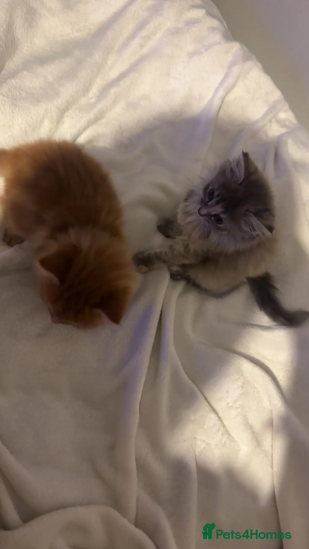 Mixed Breed cats for sale: 2 kittens for sale - Advert 12