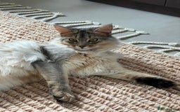 Somali cats for sale: Usual Silver Somali 7 month male kitten - Image 1