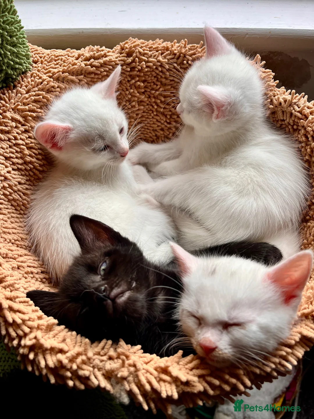 Mixed Breed cats for sale: Gorgeous Kittens - 2 Girls left in Nottingham - Advert 2