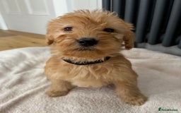 Labradoodle dogs for sale: Outstanding labradoodles from excellent pedigree  - Image 6