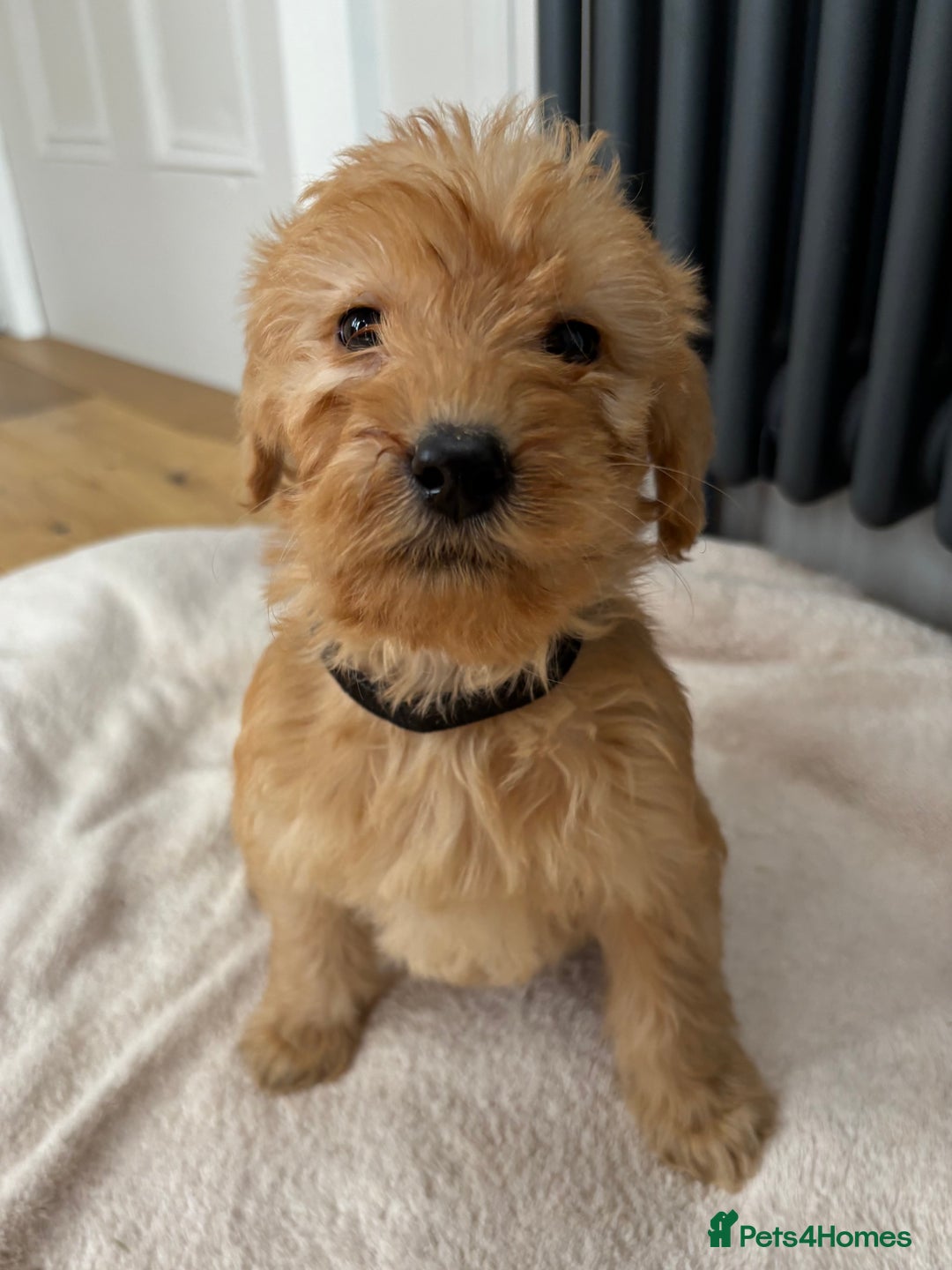 Labradoodle dogs for sale: Outstanding labradoodles from excellent pedigree  - Image 6