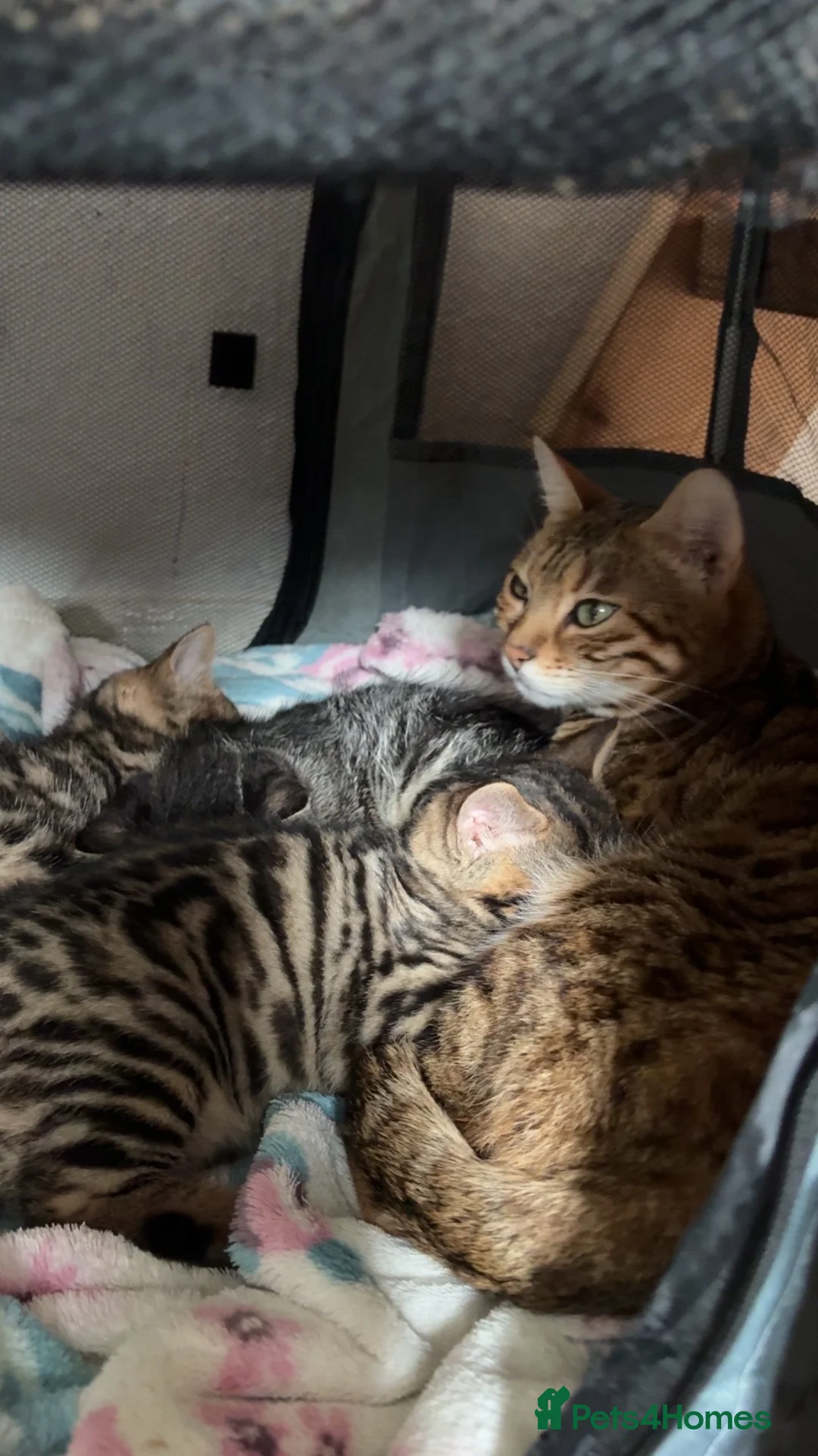 Mixed Breed cats for sale: Bengal/domestic long haired in Tring - Advert 2