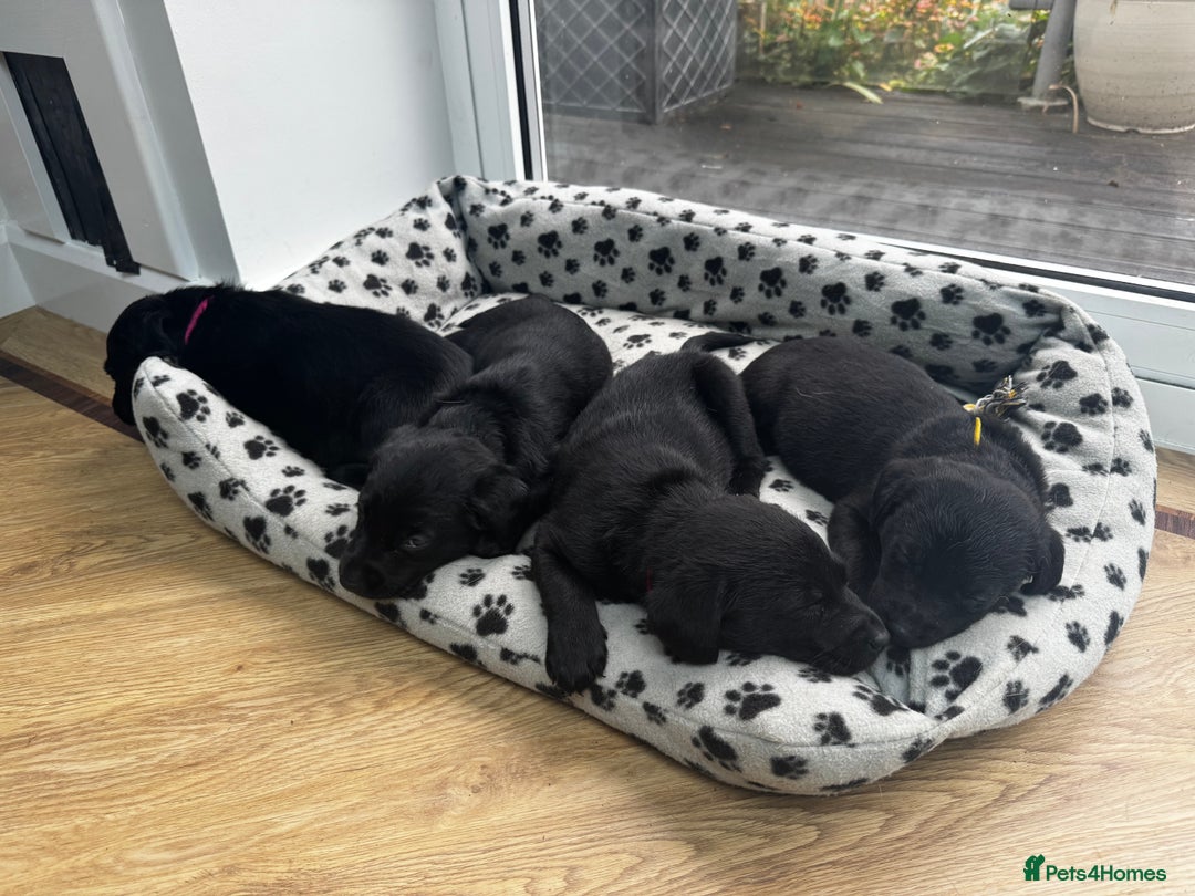 Labrador Retriever dogs for sale: ONLY 2 FEMALES LEFT ready to go  - Image 13