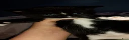 Bombay cats for sale: Tyrion (Miniature Tuxedo x Bombay) - Advert 8