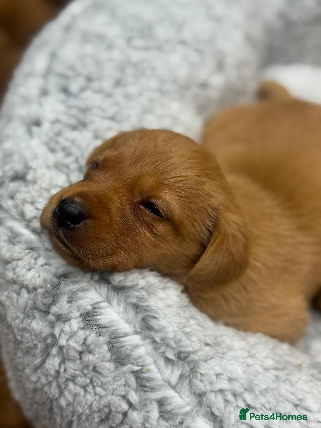 Labrador Retriever dogs for sale: Labrador Puppies  - Advert 11