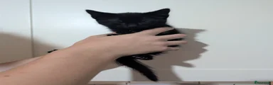 Domestic Shorthair 4