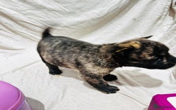 Mixed Breed dogs for sale: Beautiful frow frows for sale - Image 9