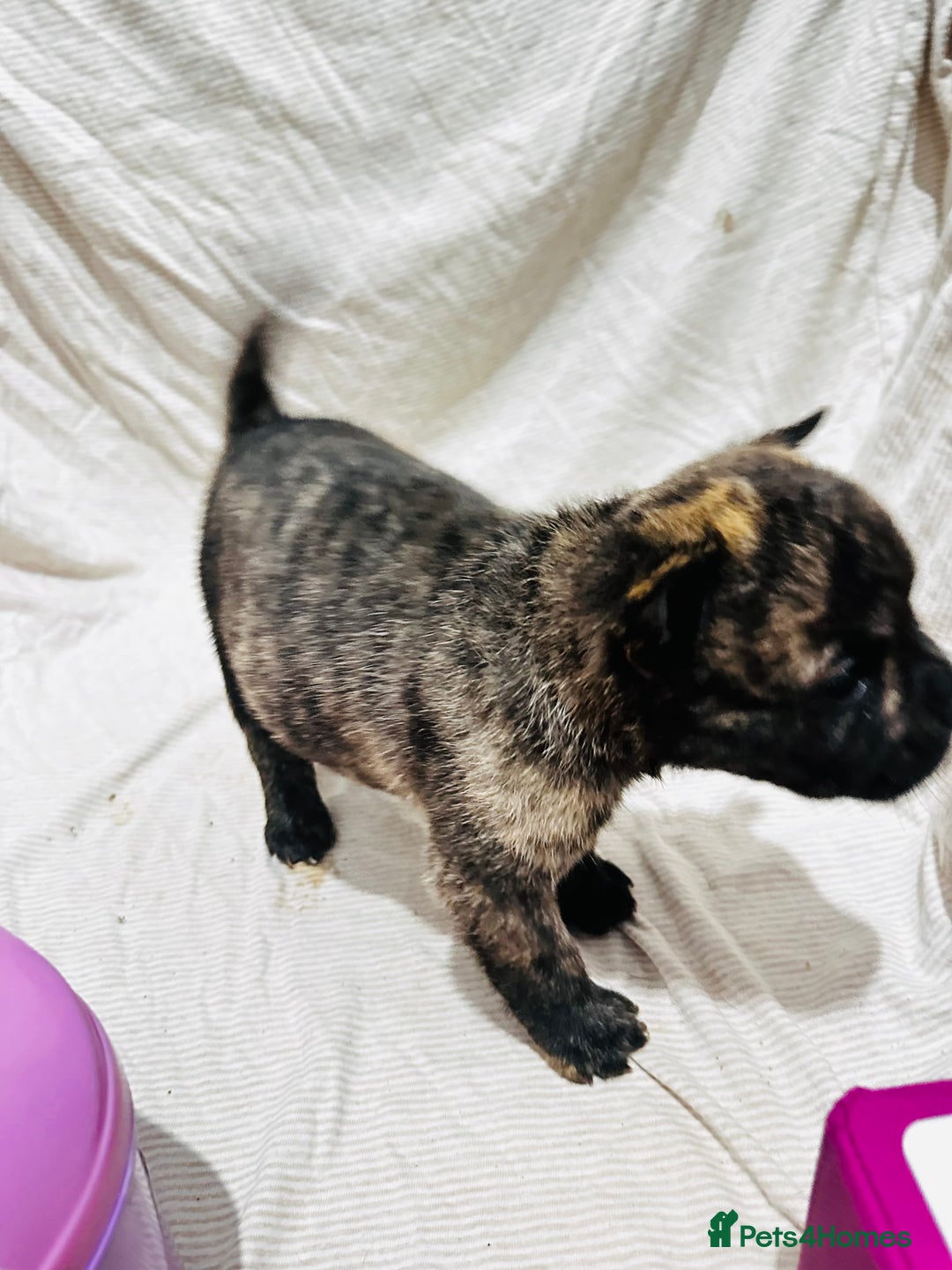 Mixed Breed dogs for sale: Beautiful frow frows for sale - Image 9