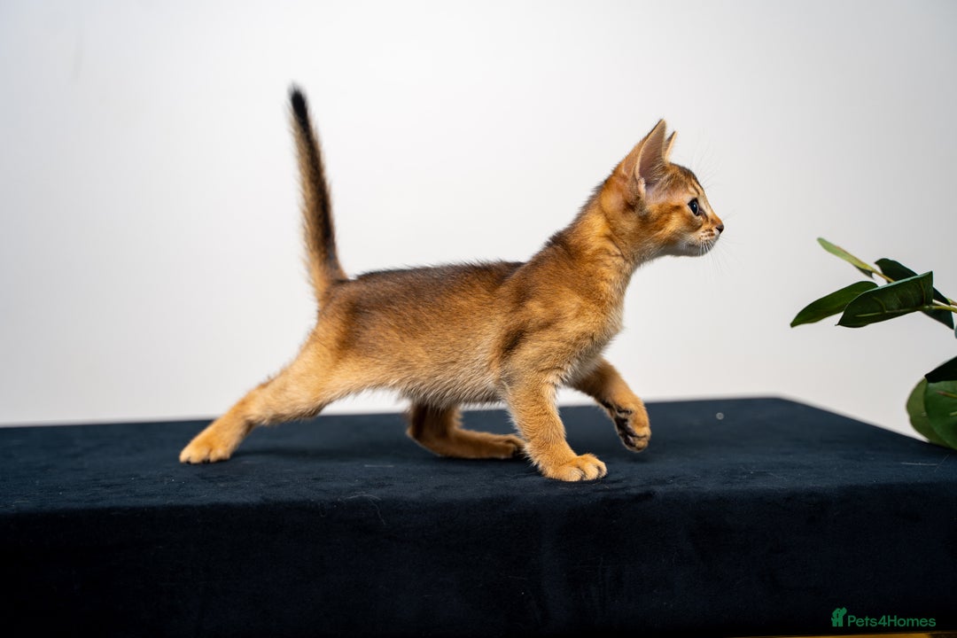 Abyssinian cats for sale: Elegant Abyssinian Kittens Champion Lines 🏆 🥇  - Image 36