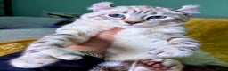 Savannah cats for sale: Breath taking wild looking girl  - Advert 27