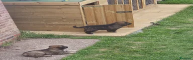 Caucasian Shepherd Dog Puppy 4